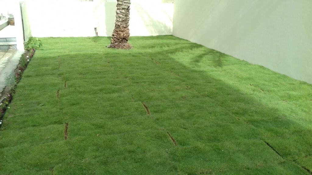 عشب طبيعي وشبكات الري بالقصيم